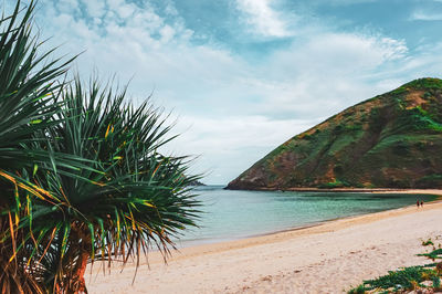 Palm trees on beach against sky