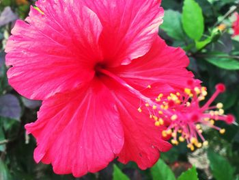 Close-up of red hibiscus blooming outdoors