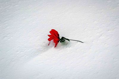 Red umbrella on snow