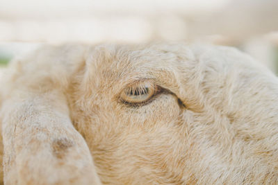 Close-up of a dog