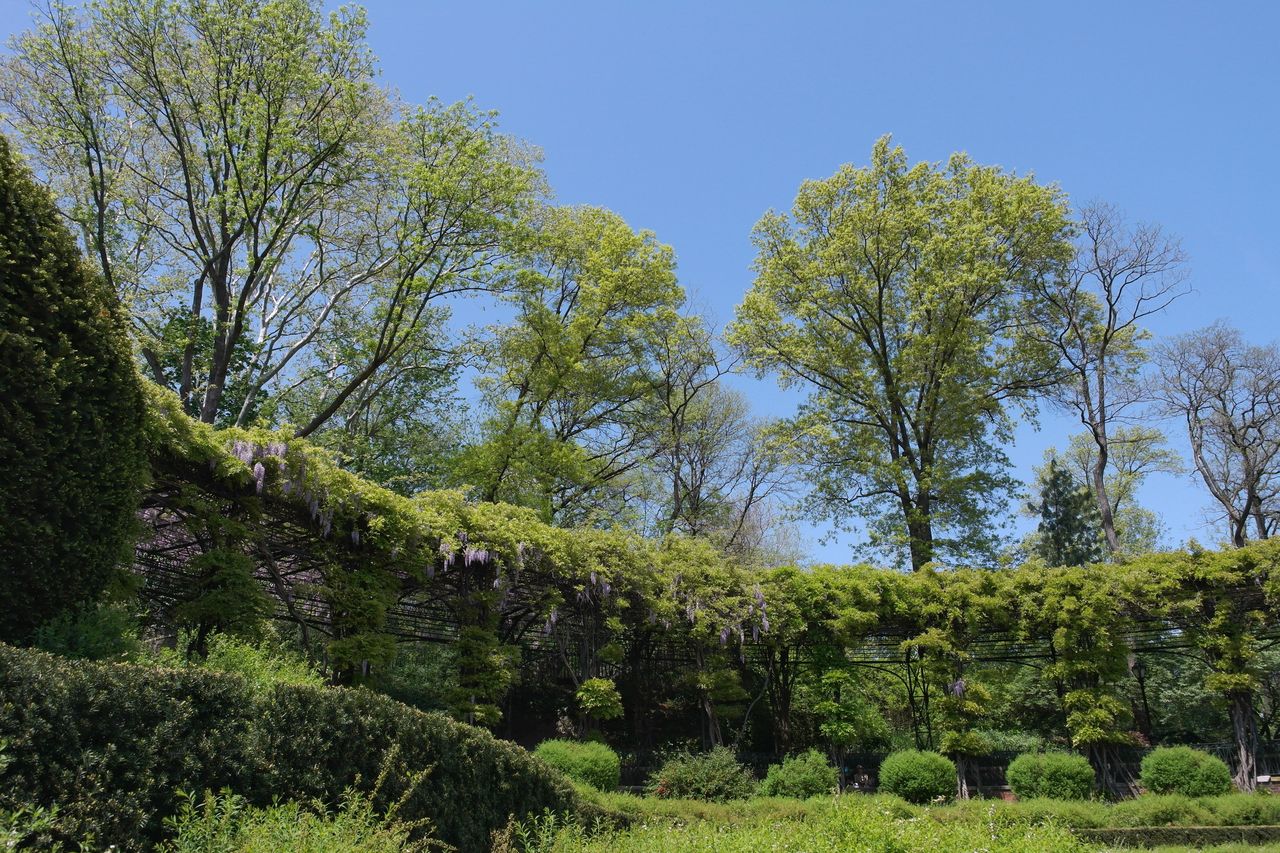 Central Park conservancy gardens.