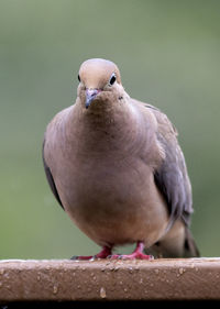 Close-up of bird perching on wood