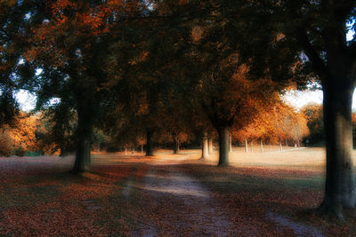 Trees in park during autumn