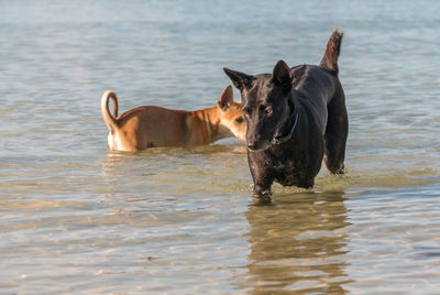 Dog in a lake