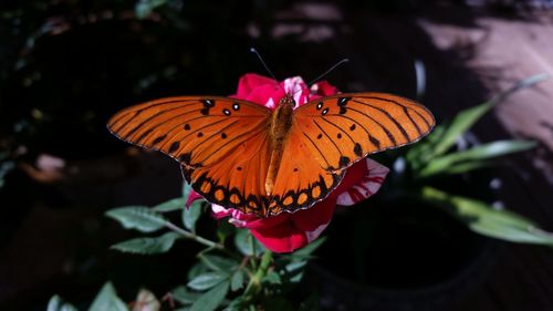 High angle view of butterfly on pink flower