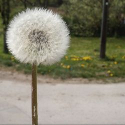 dandelion