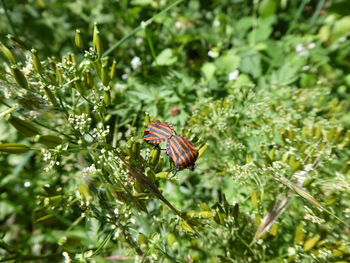 Two striped bugs on plant