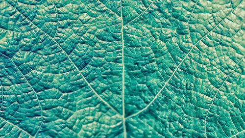 Full frame shot of green leaf