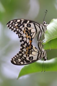 Close-up of butterflies on plant