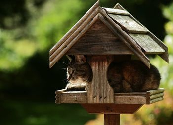 Close-up of cat in bird table