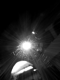 Close-up of spider on web at night