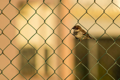 Full frame shot of chainlink fence and a sparrow 