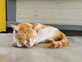 Cat sleeping on footpath