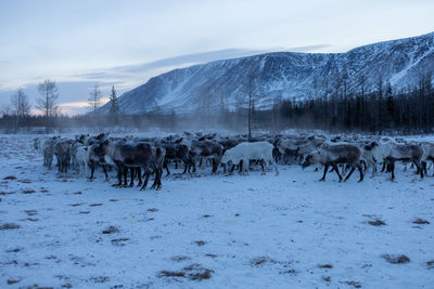 People walking on snow covered landscape