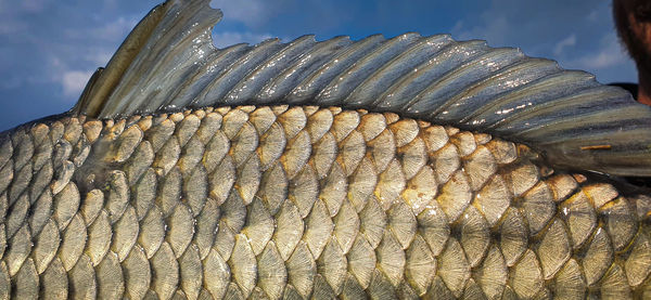 Close-up of fish in the water