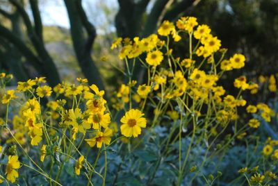 Close-up of yellow flower