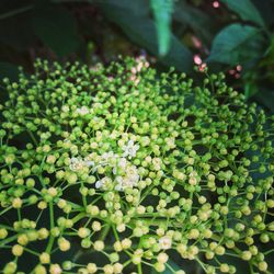 High angle view of flowering plants