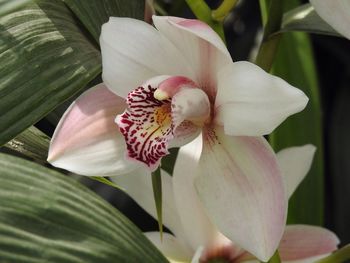 Close-up of pink flower blooming outdoors