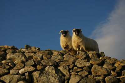 Low angle view of sheep standing on rock against clear sky