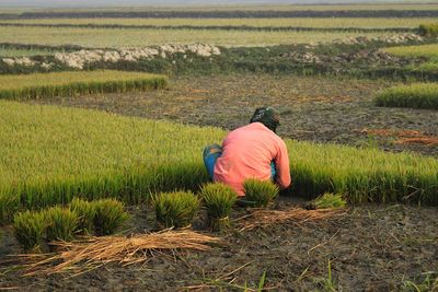 Farmer working at paddy field