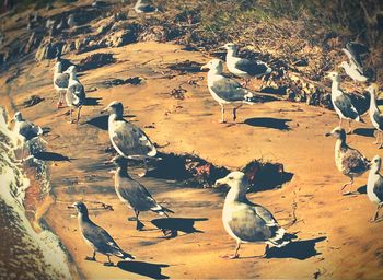 Birds in sea