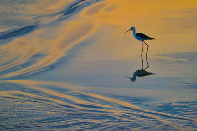 Bird flying over sea