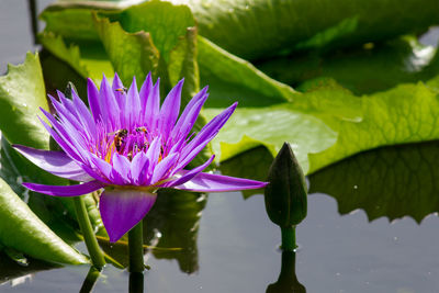 Close-up of lotus water lily