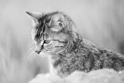 Close-up of a cat looking away