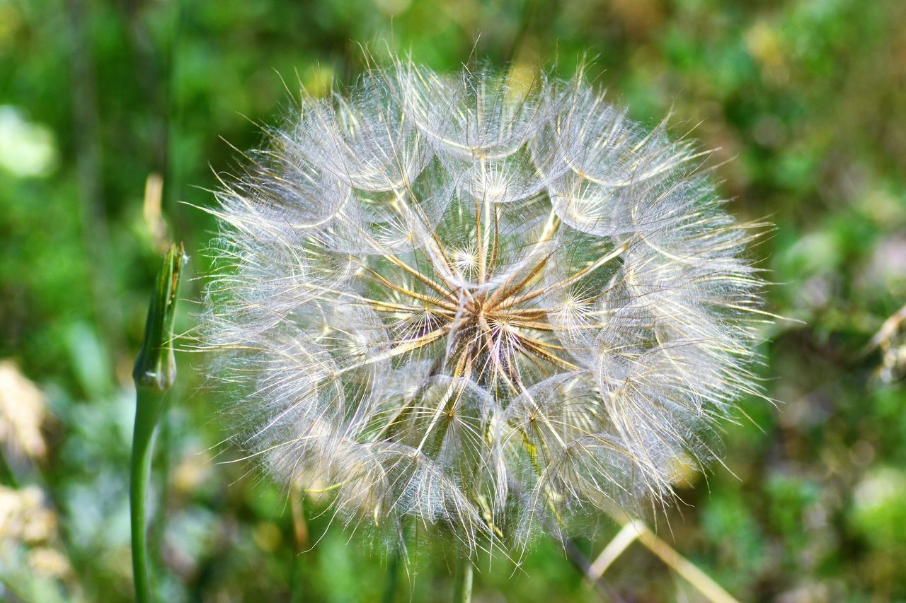 plant, flower, nature, flowering plant, dandelion, fragility, beauty in nature, freshness, close-up, grass, focus on foreground, growth, no people, macro photography, inflorescence, flower head, softness, wildflower, dandelion seed, day, thistle, outdoors, white, green, seed, tranquility, springtime, meadow, prairie, environment, plant stem