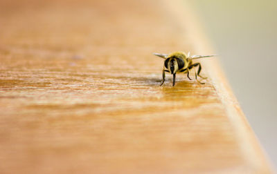 Close-up of insect on table