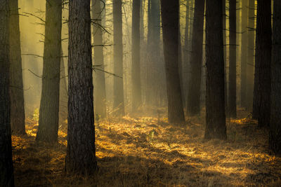 Scenic view of trees in forest during sunset