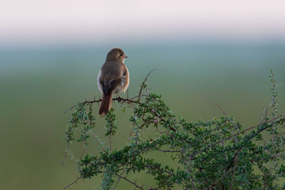 Bird perching on a tree