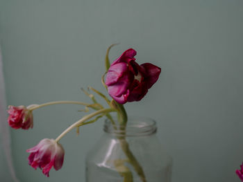 Close-up of pink tulips in vase