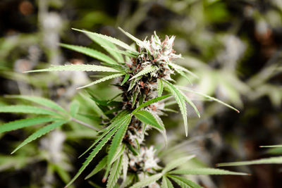 Marijuana cannabis plant leaves and top view, background cap site or wallpaper panoramic