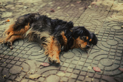 High angle view of puppy relaxing on tiled floor