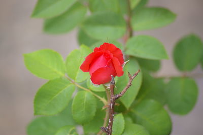 Close-up of red flower