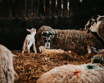 View of sheep on field