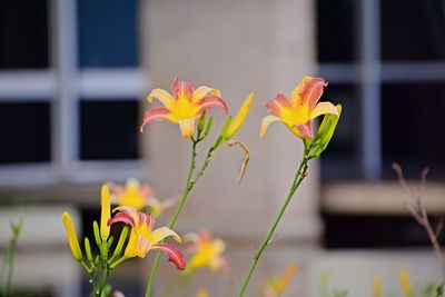 Close-up of yellow flowering plant against window