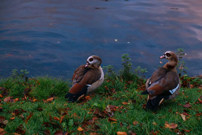 Ducks on field by lake