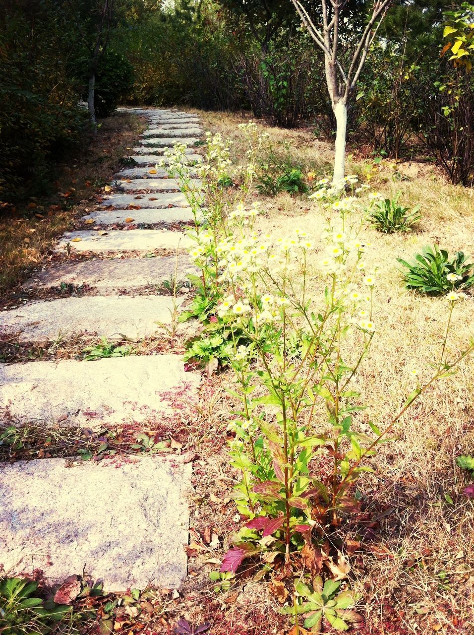 the way forward, tree, growth, diminishing perspective, footpath, tranquility, vanishing point, nature, grass, plant, park - man made space, tranquil scene, walkway, pathway, green color, beauty in nature, day, leaf, no people, outdoors