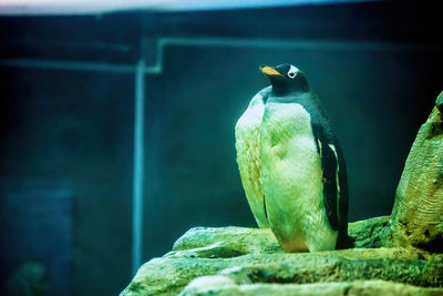 Close-up of bird perching on rock