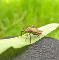 Close-up of insect on leaf