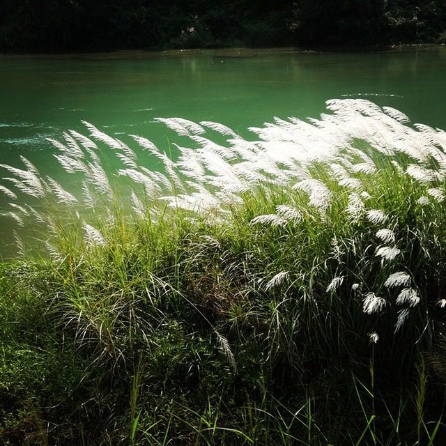 water, lake, tranquility, tranquil scene, nature, grass, beauty in nature, scenics, plant, growth, lakeshore, river, white color, reflection, outdoors, day, idyllic, no people, high angle view, non-urban scene