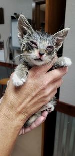 Close-up of a hand holding cat