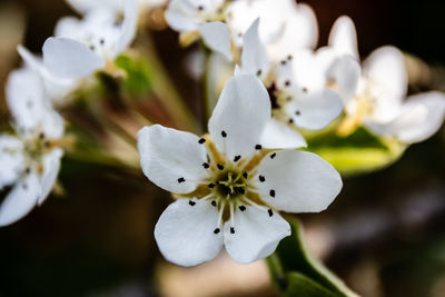 Close-up of white cherry blossom