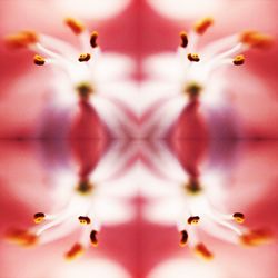 Close up of pink flowers