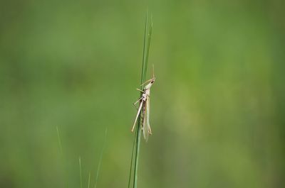 Close-up of damselfly on leaf