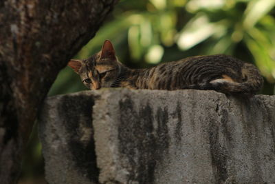 Portrait of a cat