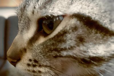 Close-up portrait of cat