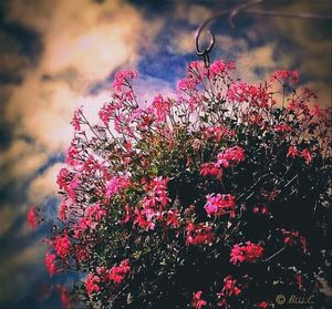 Close-up of pink flowers